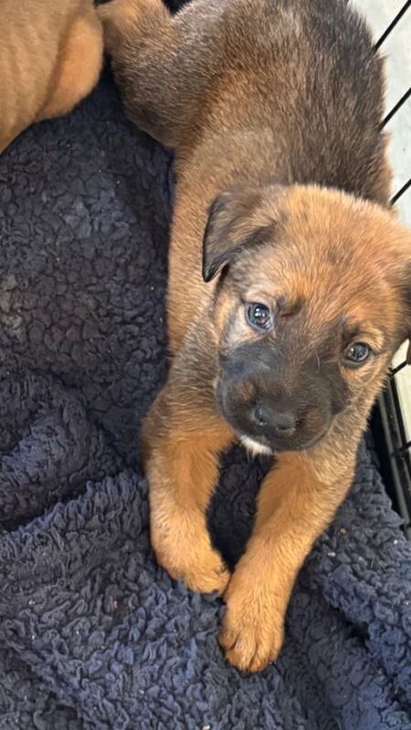 Puppies For Sale - Image 5 of 6
