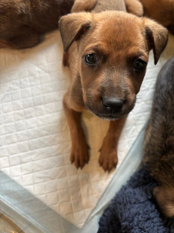 Puppies For Sale - Image 6 of 6