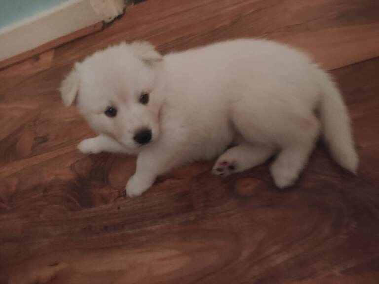 German Shepherd puppies for sale in Islington, London – 10 weeks old
