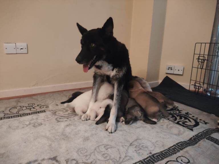 Puppies for sale - Image 2 of 2