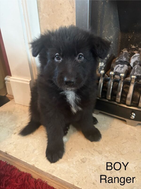 Black German Shepherd Puppies For Sale