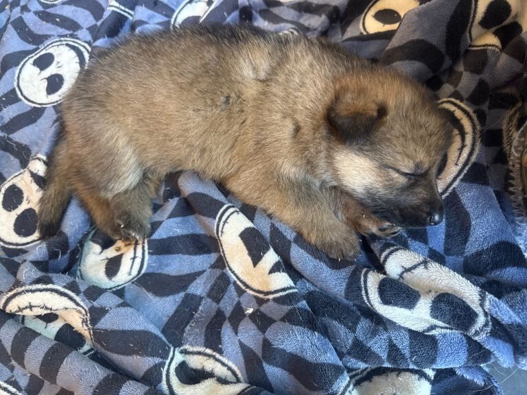 Puppies for sale