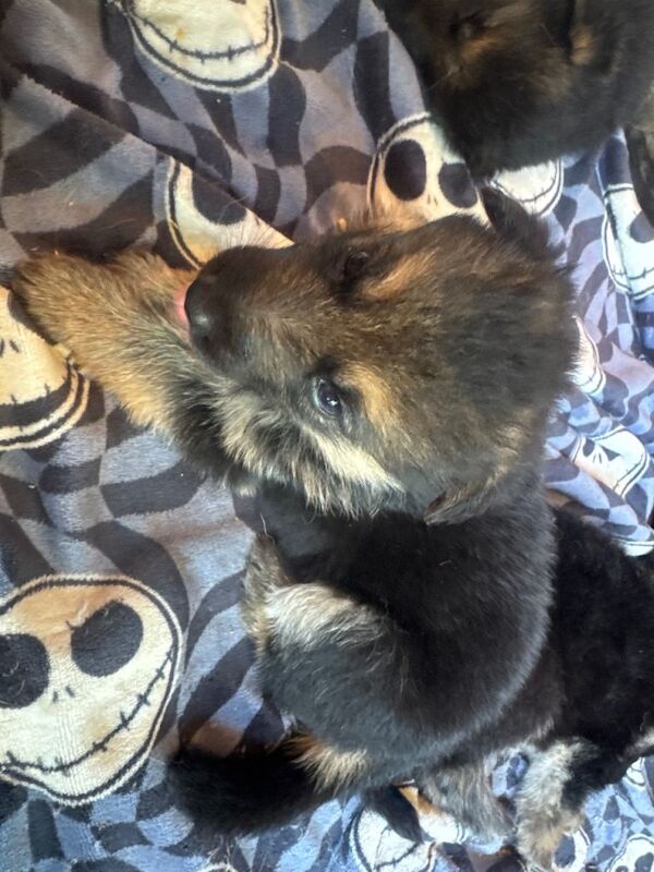 Puppies for sale - Image 2 of 4