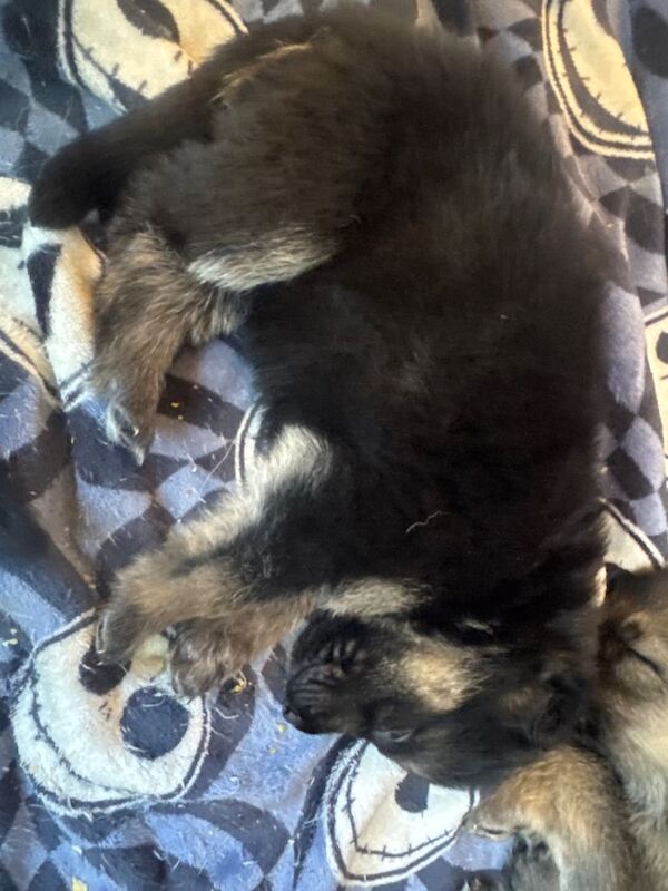 Puppies for sale - Image 3 of 4