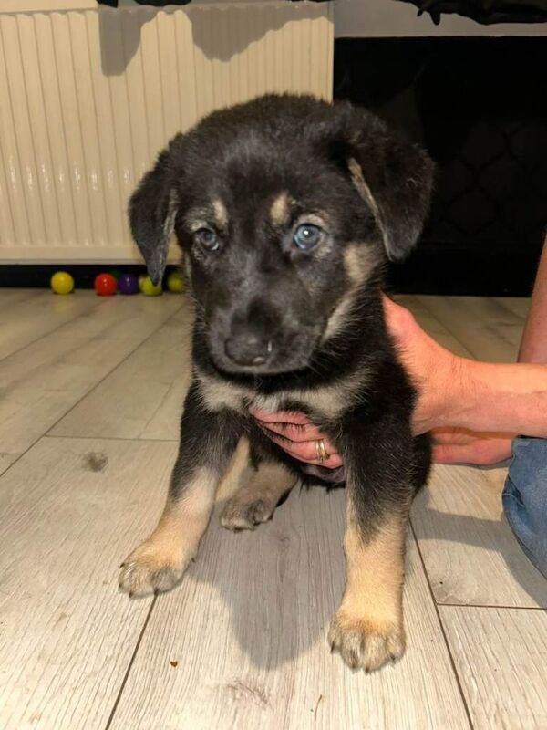 Puppies German shepherd mum / Siberian husky dad ( shepsky)puppies for sale £1000