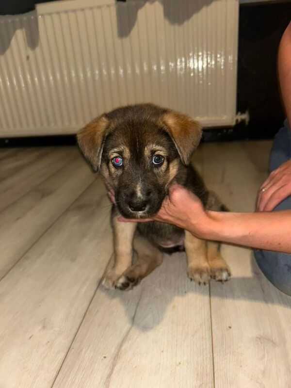 Puppies German shepherd mum / Siberian husky dad ( shepsky)puppies for sale £1000 - Image 2 of 4