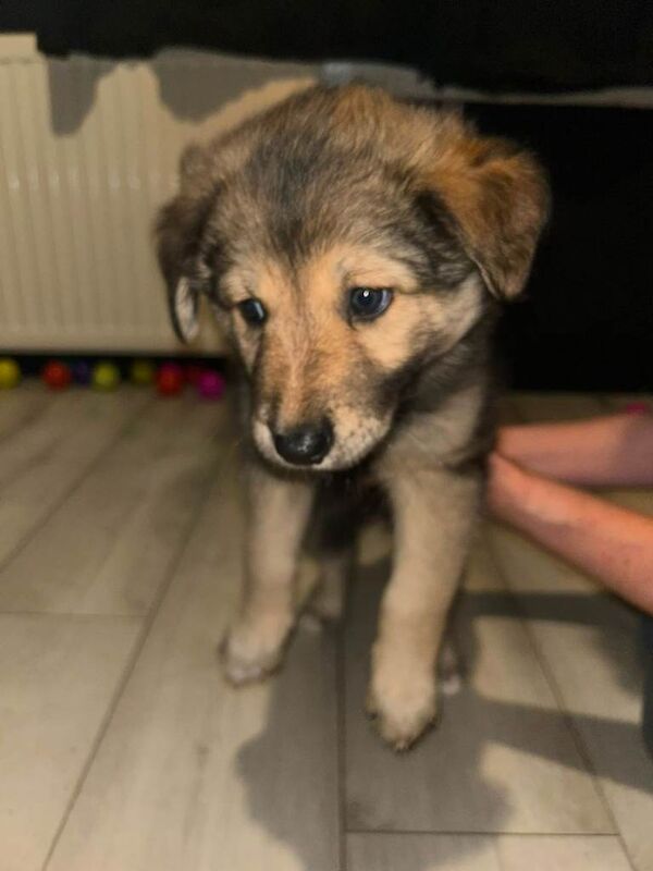 Puppies German shepherd mum / Siberian husky dad ( shepsky)puppies for sale £1000 - Image 3 of 4