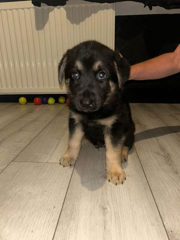Puppies German shepherd mum / Siberian husky dad ( shepsky)puppies for sale £1000 - Image 4 of 4