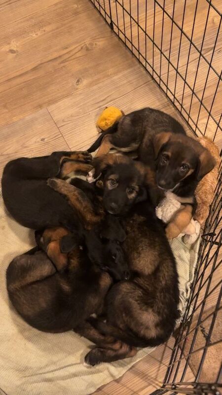 German Shepherd Puppies For Sale Under £1,000