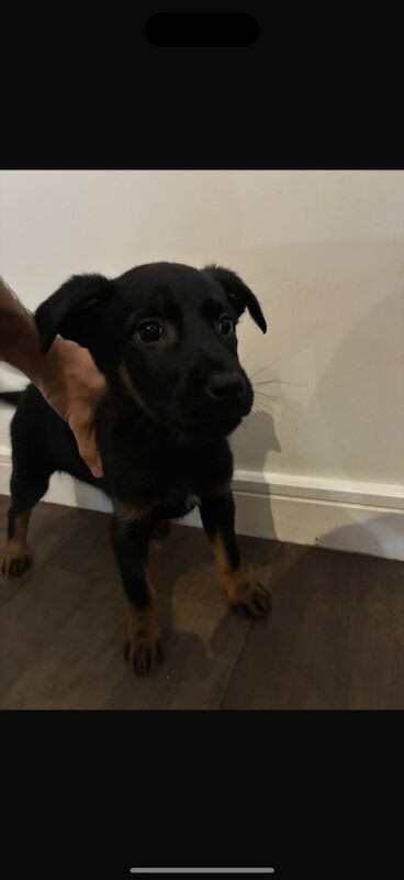 German Shepherd puppies for sale in Rochester, Kent – 11 weeks old - Image 2 of 3
