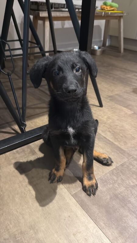 German Shepherd puppies for sale in Rochester, Kent – 11 weeks old - Image 3 of 3