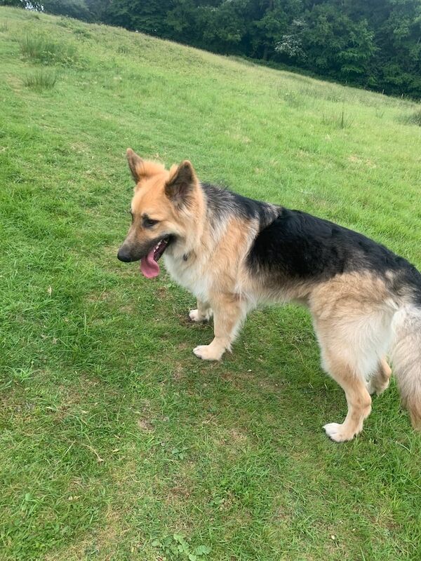 Puppy 11m old for sale in Romford, Greater London