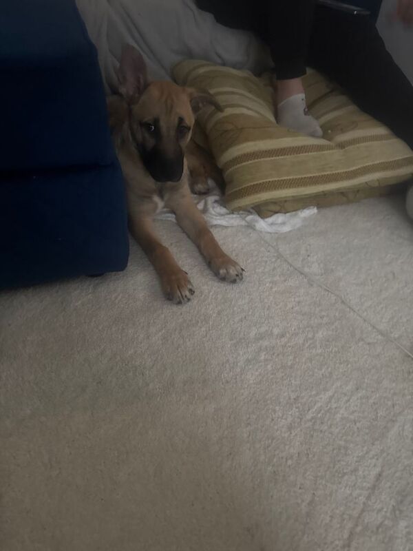 Puppy 15 weeks old ready for forever home