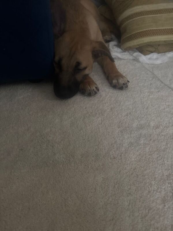 Puppy 15 weeks old ready for forever home - Image 2 of 2