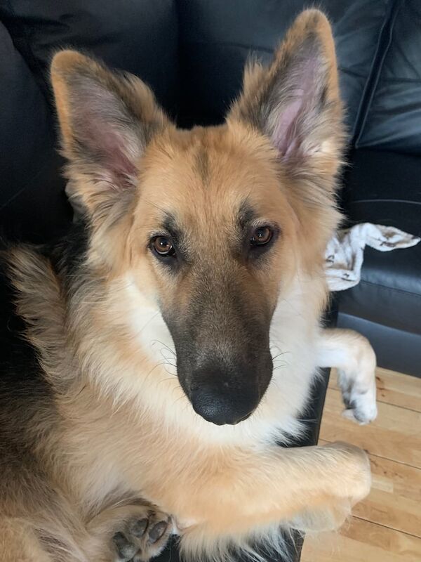 German Shepherd puppies for sale in Romford, Greater London – 1 year old - Image 2 of 3