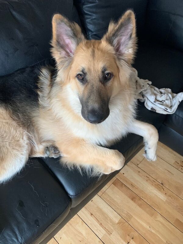 German Shepherd puppies for sale in Romford, Greater London – 1 year old - Image 3 of 3