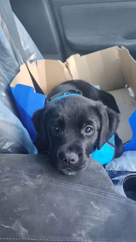 German Shepherd puppies for sale in Sale, Greater Manchester – 11 weeks old