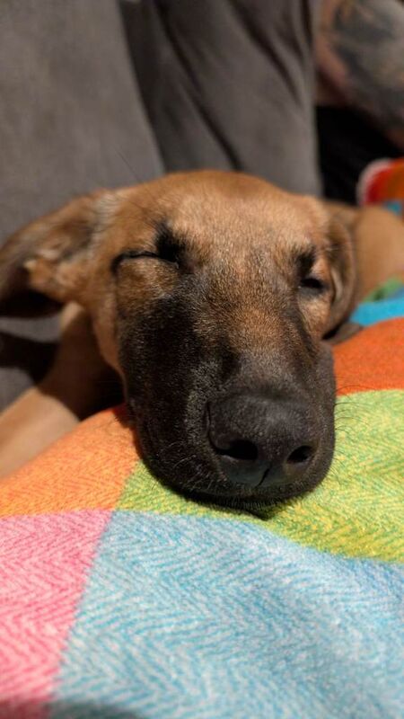 German Shepherd puppies for sale in Margate, Kent – 5 months old