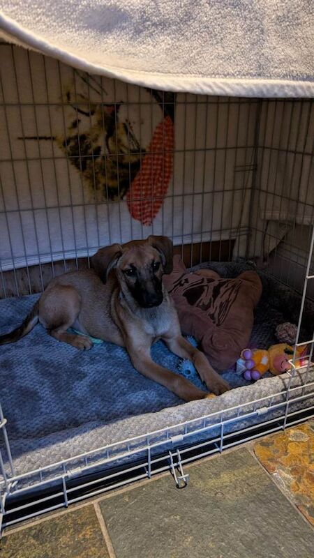 German Shepherd puppies for sale in Margate, Kent – 5 months old - Image 3 of 4