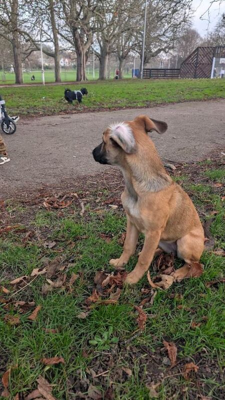 German Shepherd puppies for sale in Margate, Kent – 5 months old - Image 4 of 4