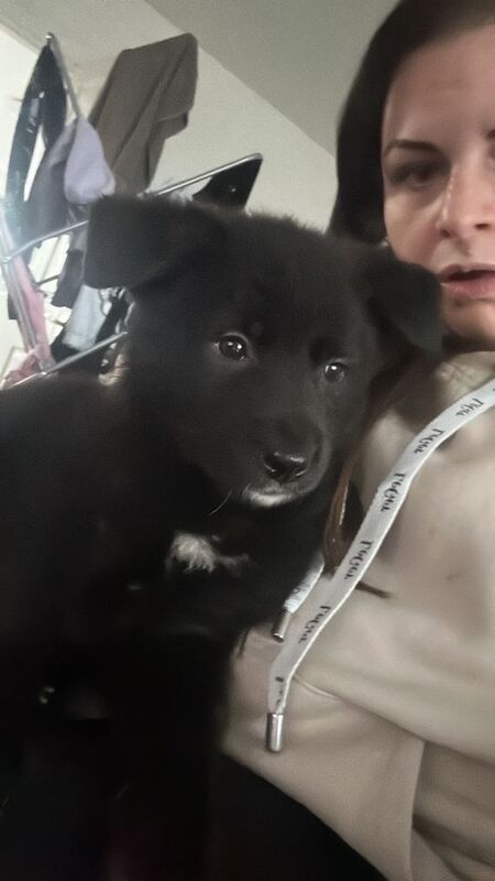 German Shepherd puppies for sale in Liverpool, Merseyside – 8 weeks old