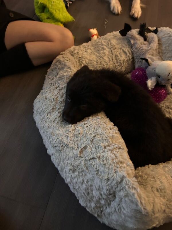 German Shepherd puppies for sale in Liverpool, Merseyside – 9 weeks old - Image 2 of 3