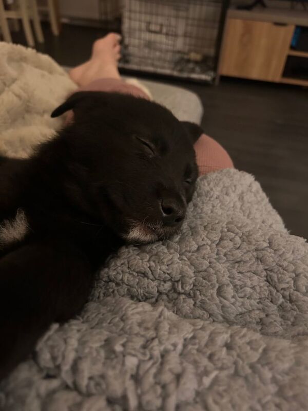 German Shepherd puppies for sale in Liverpool, Merseyside – 9 weeks old - Image 3 of 3