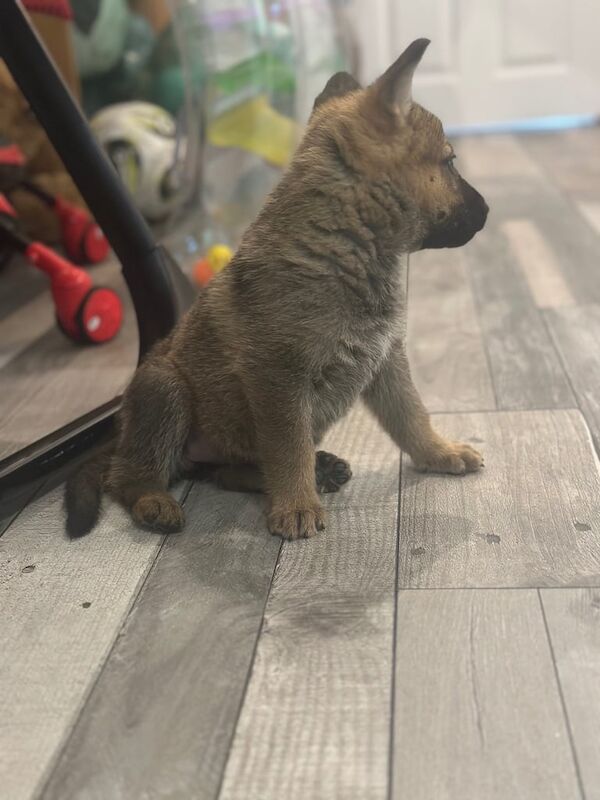 German Shepherd puppies for sale in Gravesend, Kent – 8 weeks old