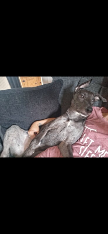 Puppy for Sale