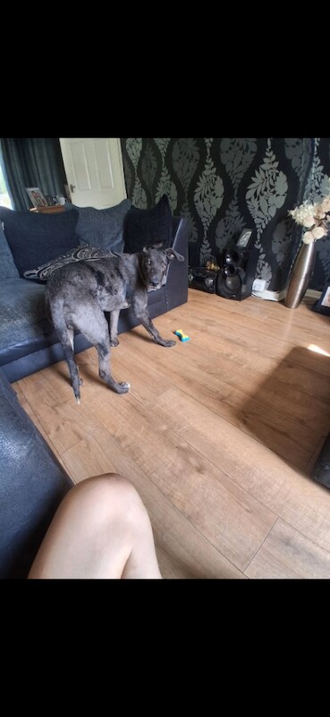 Puppy for Sale - Image 2 of 2