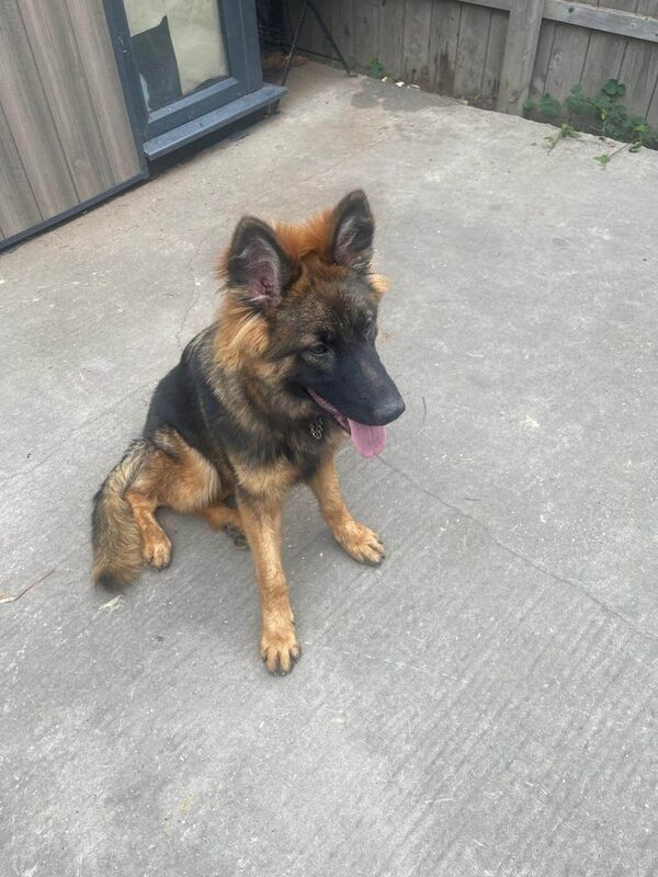 German Shepherd puppies for sale in Harehills, West Yorkshire – 6 months old
