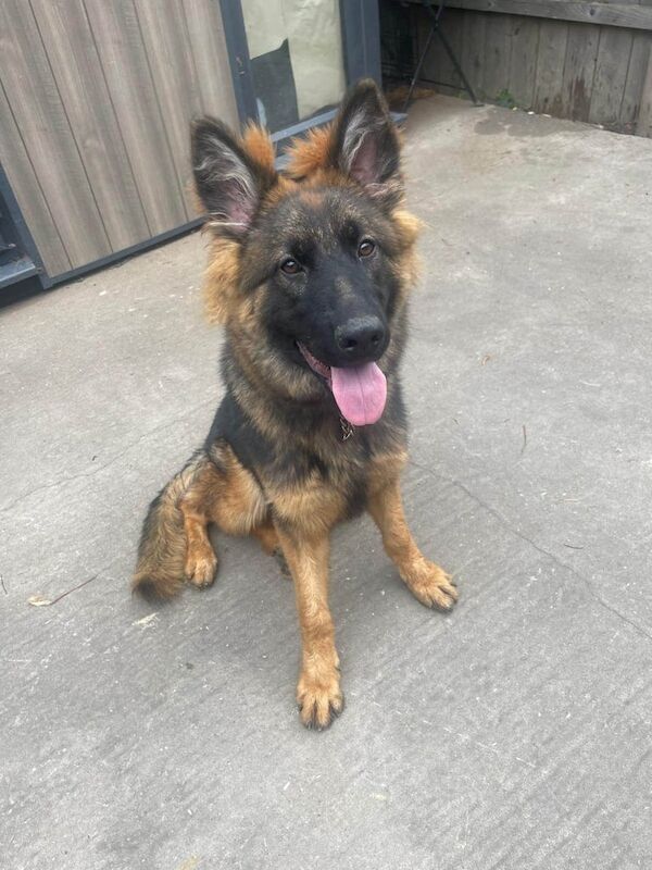 German Shepherd puppies for sale in Harehills, West Yorkshire – 6 months old - Image 2 of 3