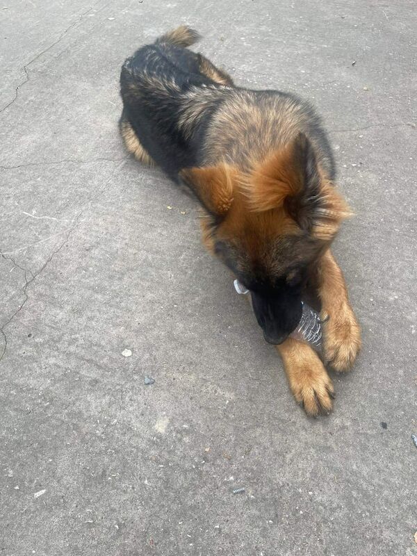 German Shepherd puppies for sale in Harehills, West Yorkshire – 6 months old - Image 3 of 3