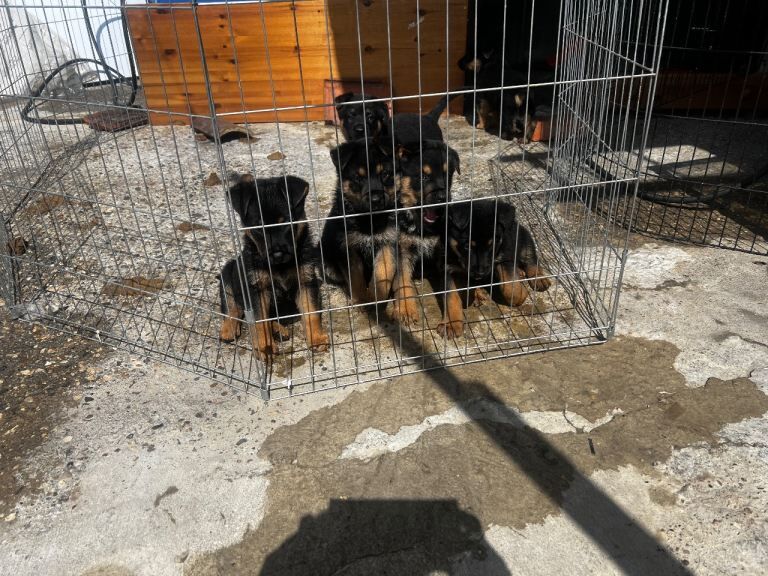 Puppys