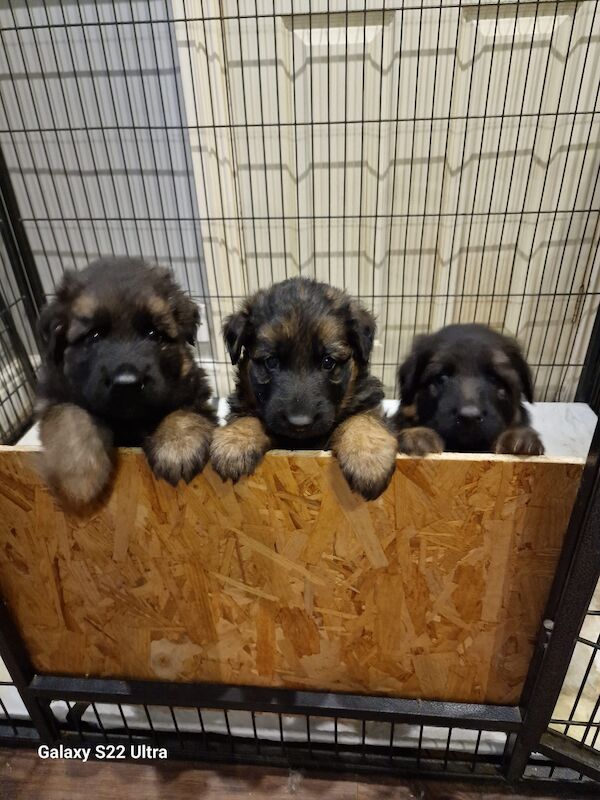 Puppys for sale in Hemel Hempstead, Hertfordshire