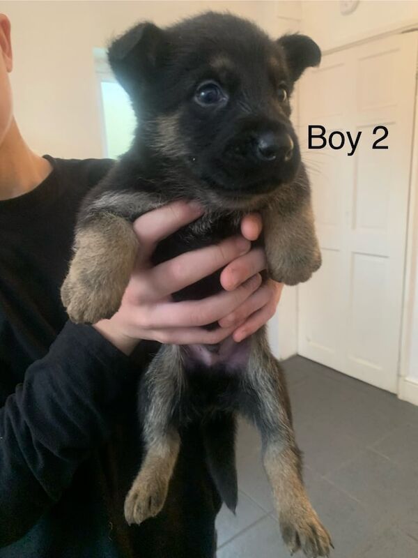 German Shepherd puppies for sale in Liverpool, Merseyside – 6 weeks old - Image 2 of 4