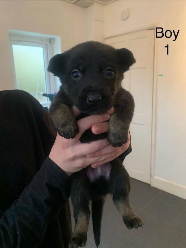 German Shepherd puppies for sale in Liverpool, Merseyside – 6 weeks old - Image 3 of 4