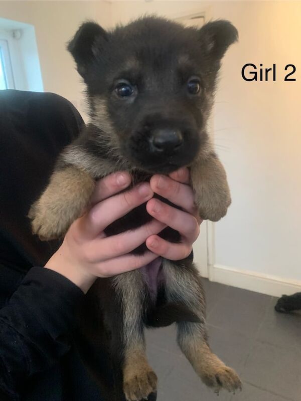 German Shepherd puppies for sale in Liverpool, Merseyside – 6 weeks old - Image 4 of 4
