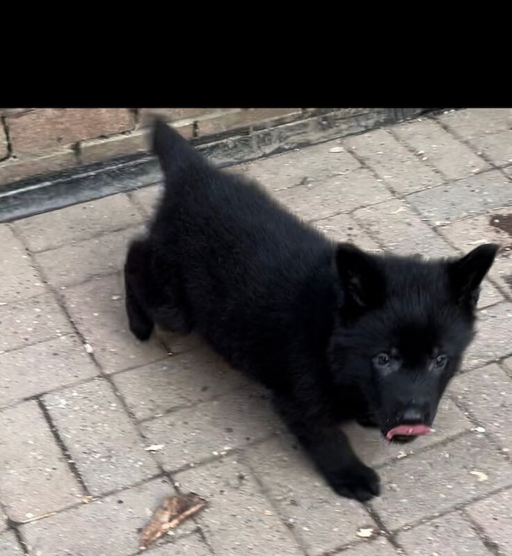 Pure Black German Shepherd - Image 2 of 3