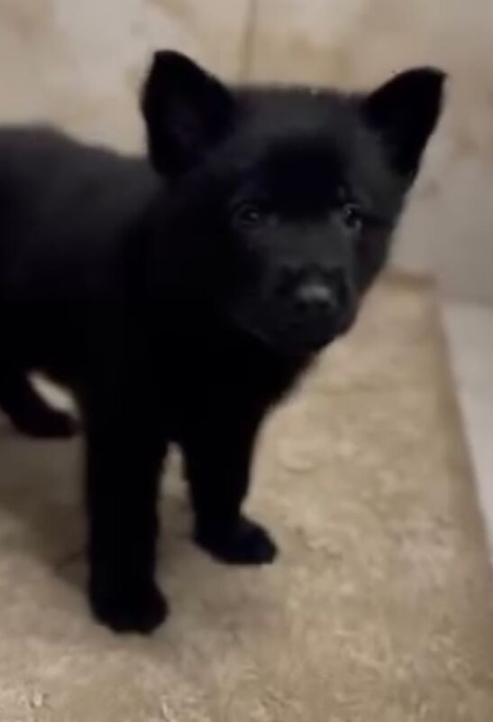 Pure Black German Shepherd - Image 3 of 3