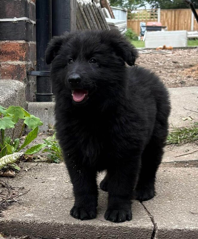 German Shepherd puppies for sale in Nottingham, Nottinghamshire – 8 weeks old
