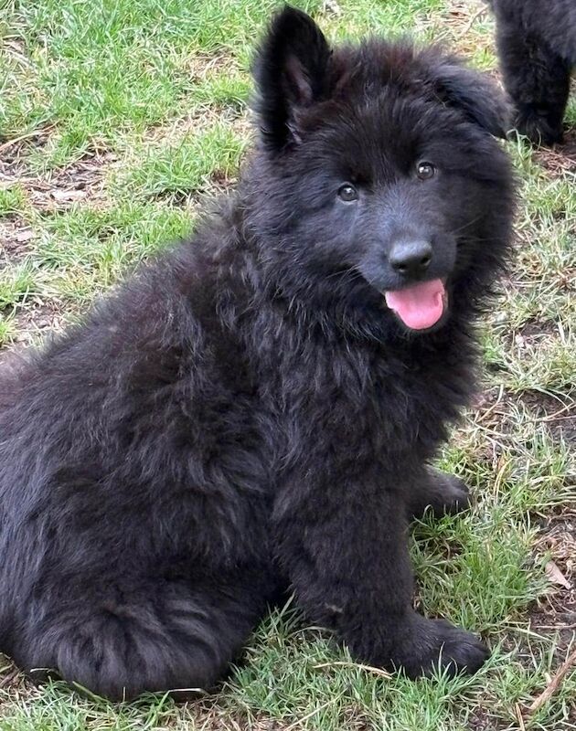 German Shepherd puppies for sale in Nottingham, Nottinghamshire – 8 weeks old - Image 2 of 3