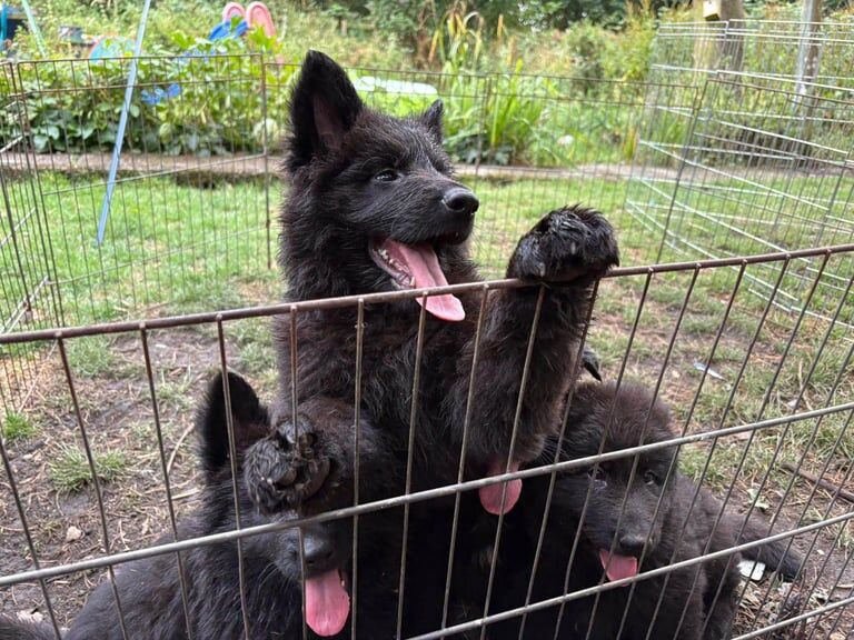 German Shepherd puppies for sale in Nottingham, Nottinghamshire – 8 weeks old - Image 3 of 3