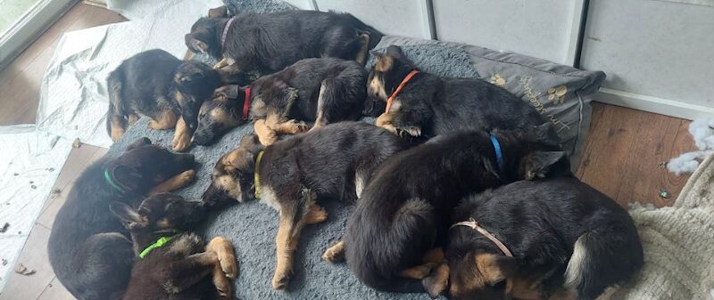 0 Pure bread german shepherd puppies for sale in Dartford, Kent | Image 1