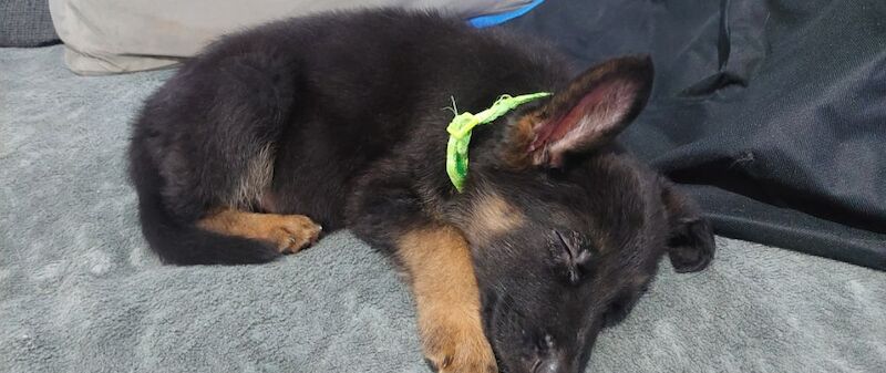0 Pure bread german shepherd puppies for sale in Dartford, Kent | Image 2