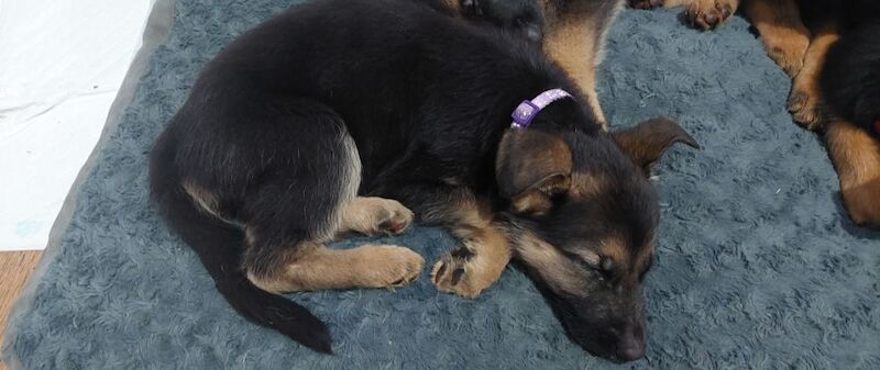 0 Pure bread german shepherd puppies for sale in Dartford, Kent | Image 3