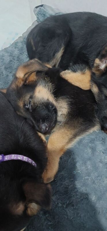 0 Pure bread german shepherd puppies for sale in Dartford, Kent - Image 4