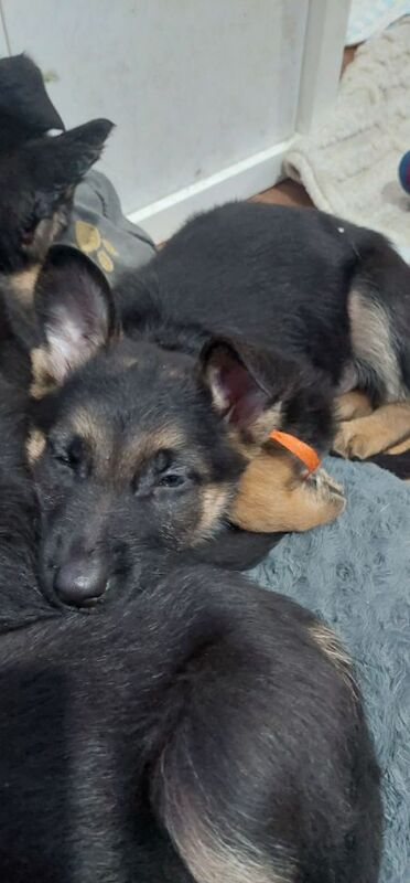 0 Pure bread german shepherd puppies for sale in Dartford, Kent - Image 5