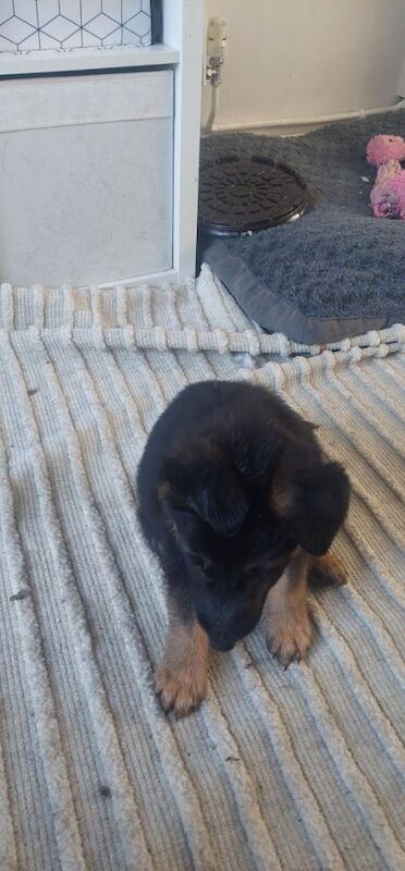 German Shepherd puppies for sale in Dartford, Kent – 9 months old - Image 6 of 10