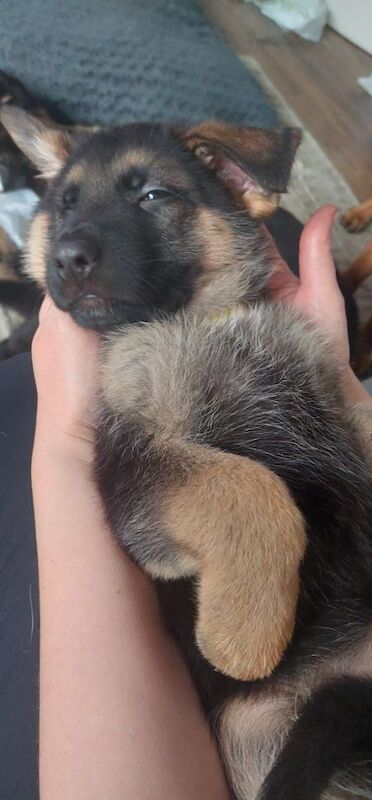 0 Pure bread german shepherd puppies for sale in Dartford, Kent - Image 7